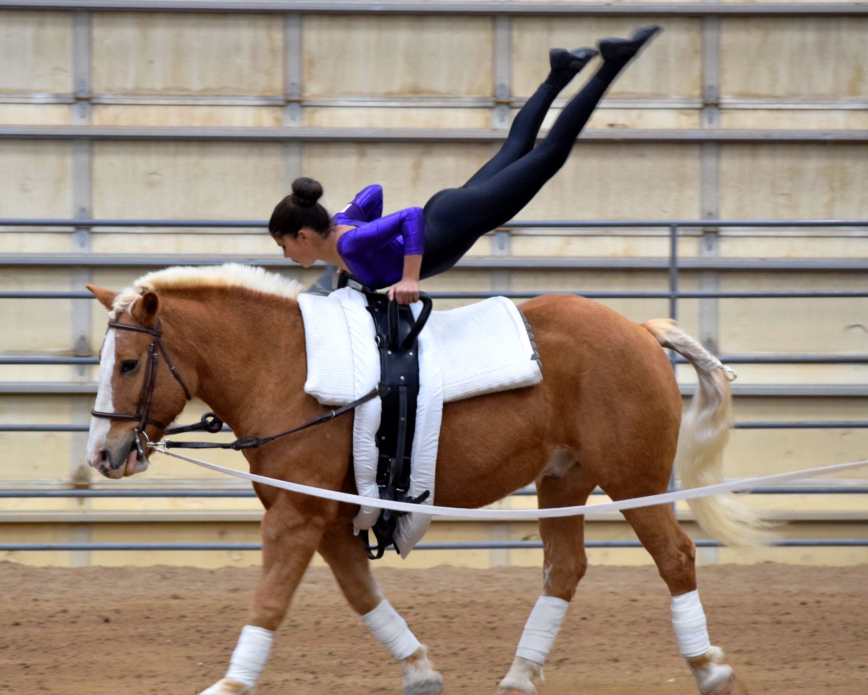 Horse named Chunky Monkey to receive lifetime achievement award